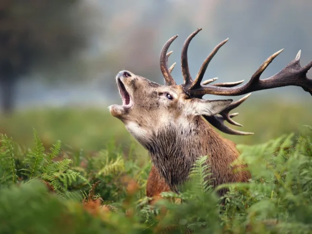 Cerf