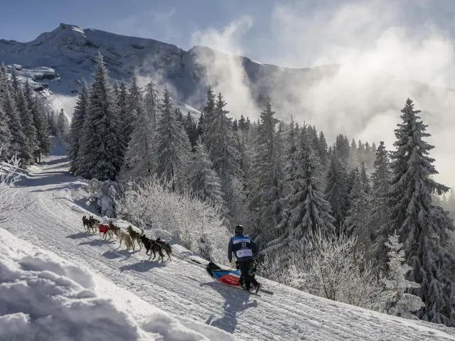 La Grande Odyssée Royal Canin