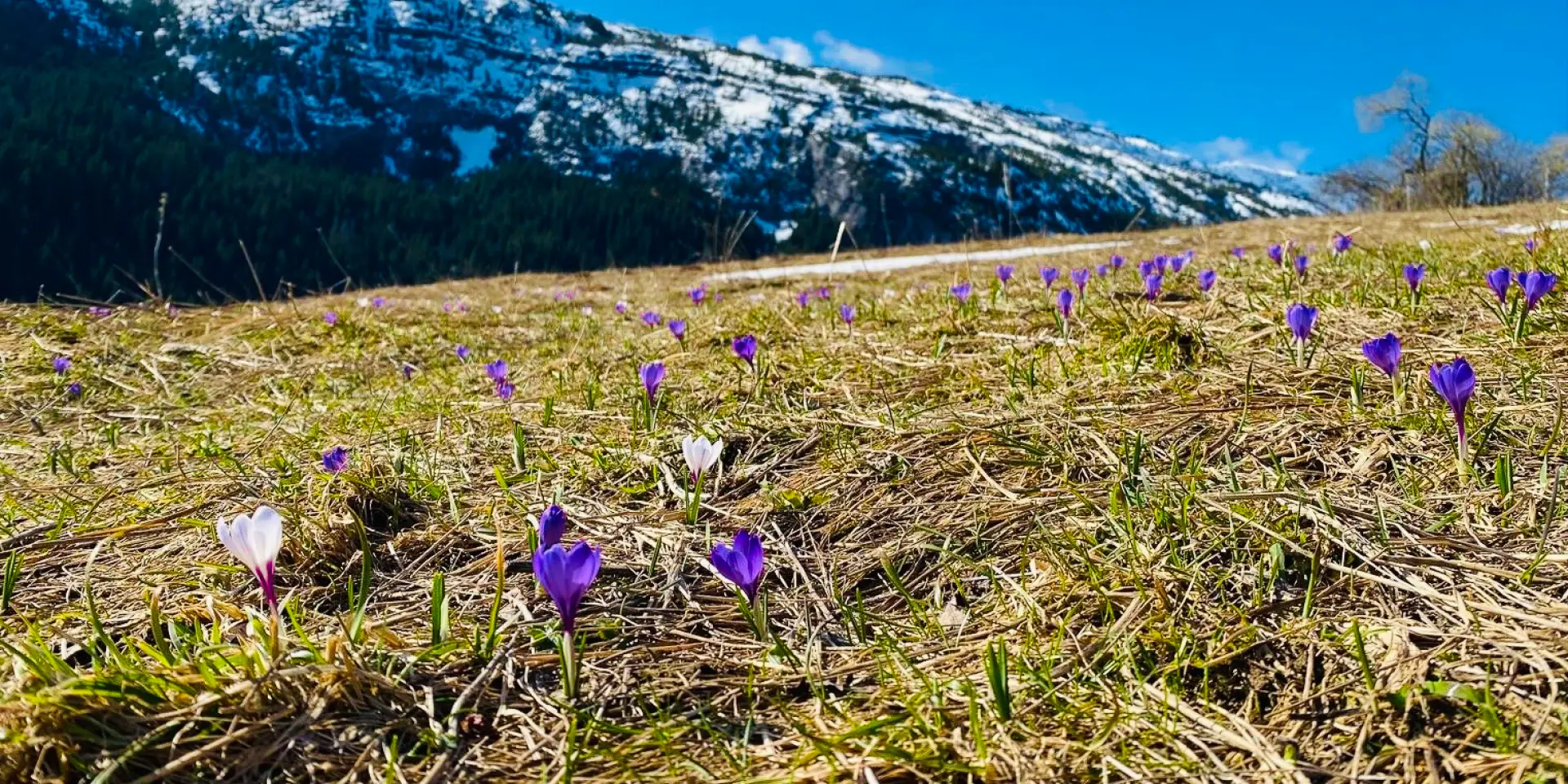 Haute-Savoie printemps
