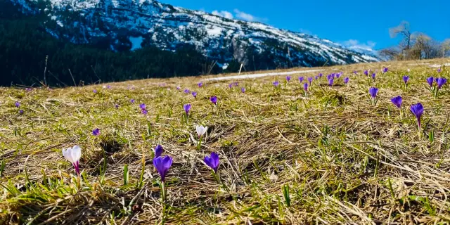 Haute-Savoie printemps