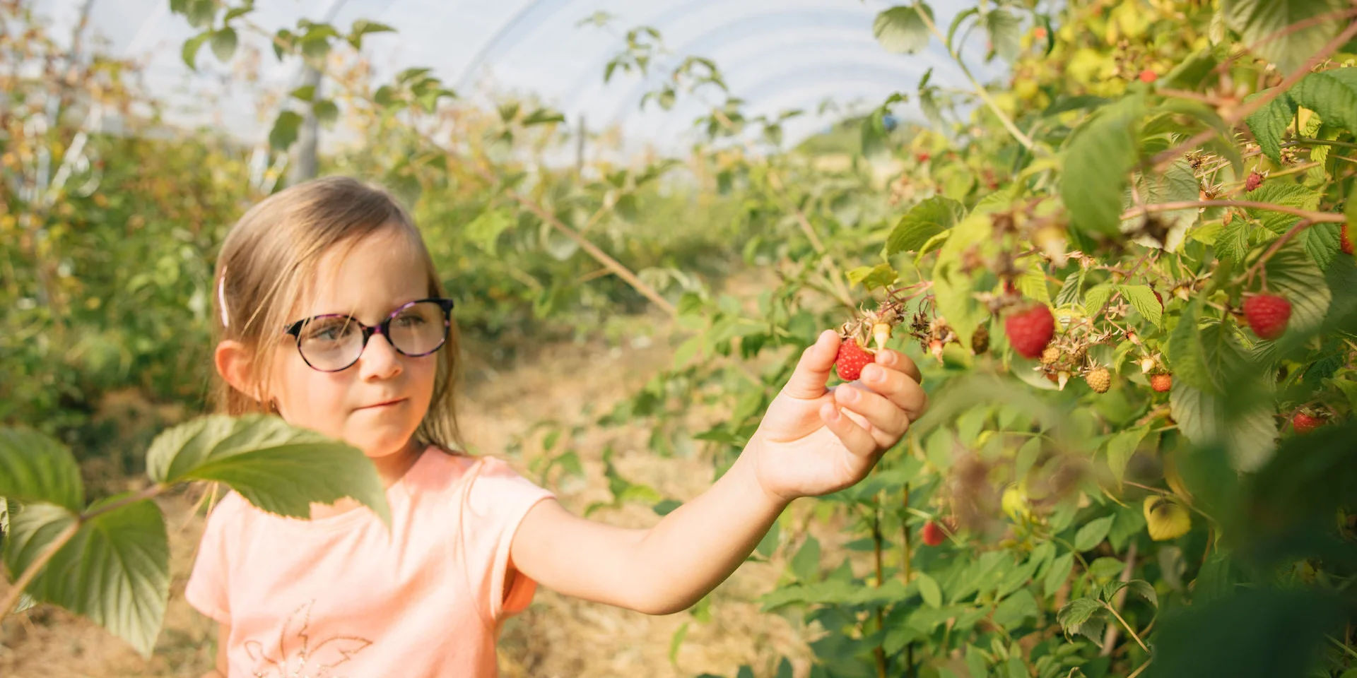 Little girl picking raspberries