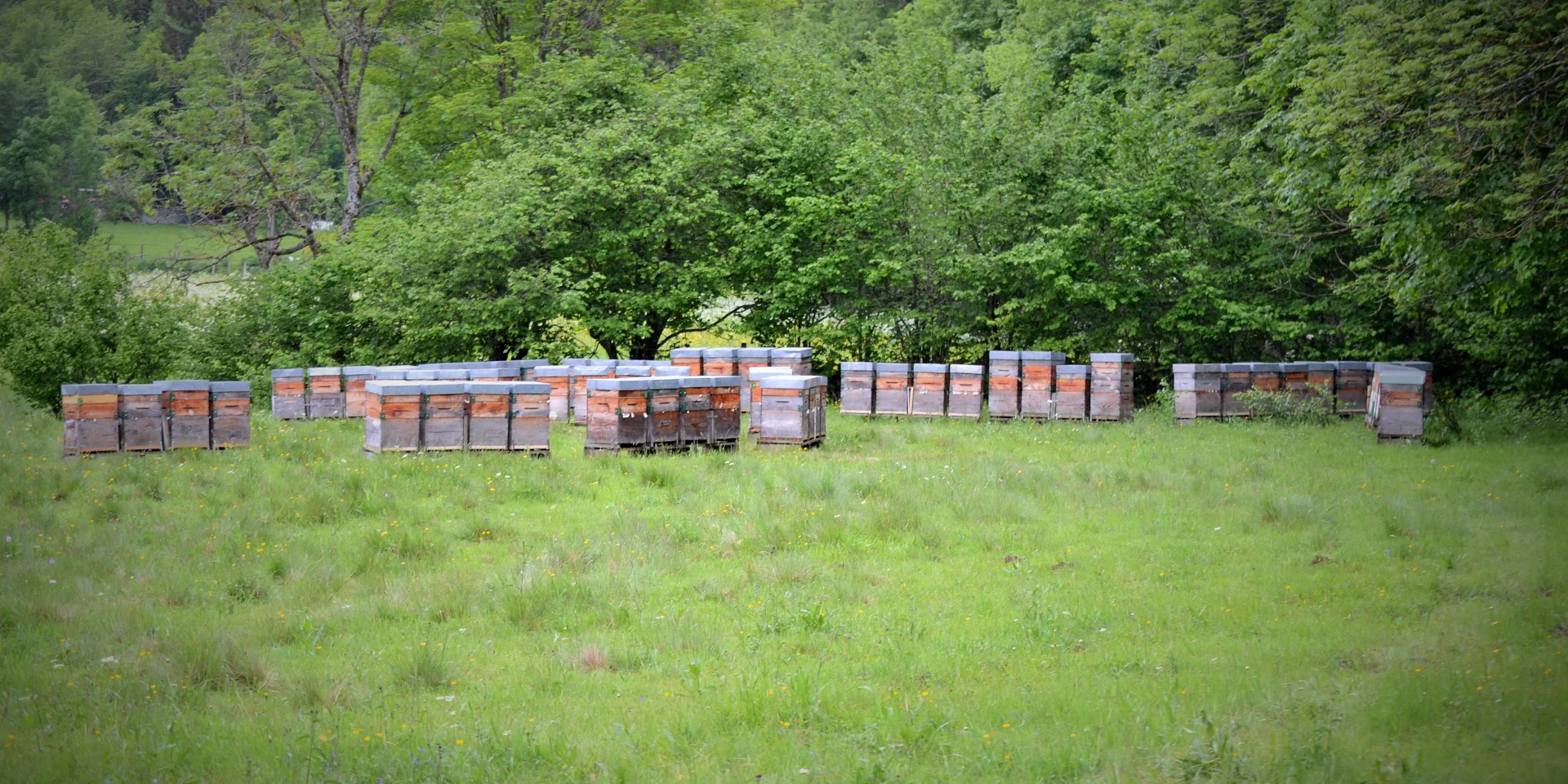 The hives of the Rucher de Saint-Voy