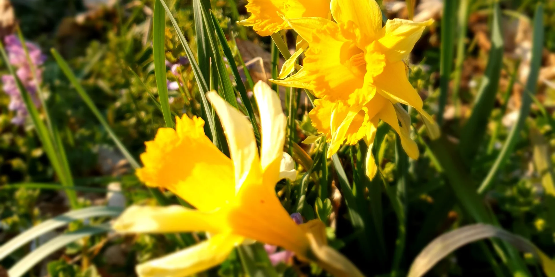Jonquilles Au Bord Du Lignon PR 38