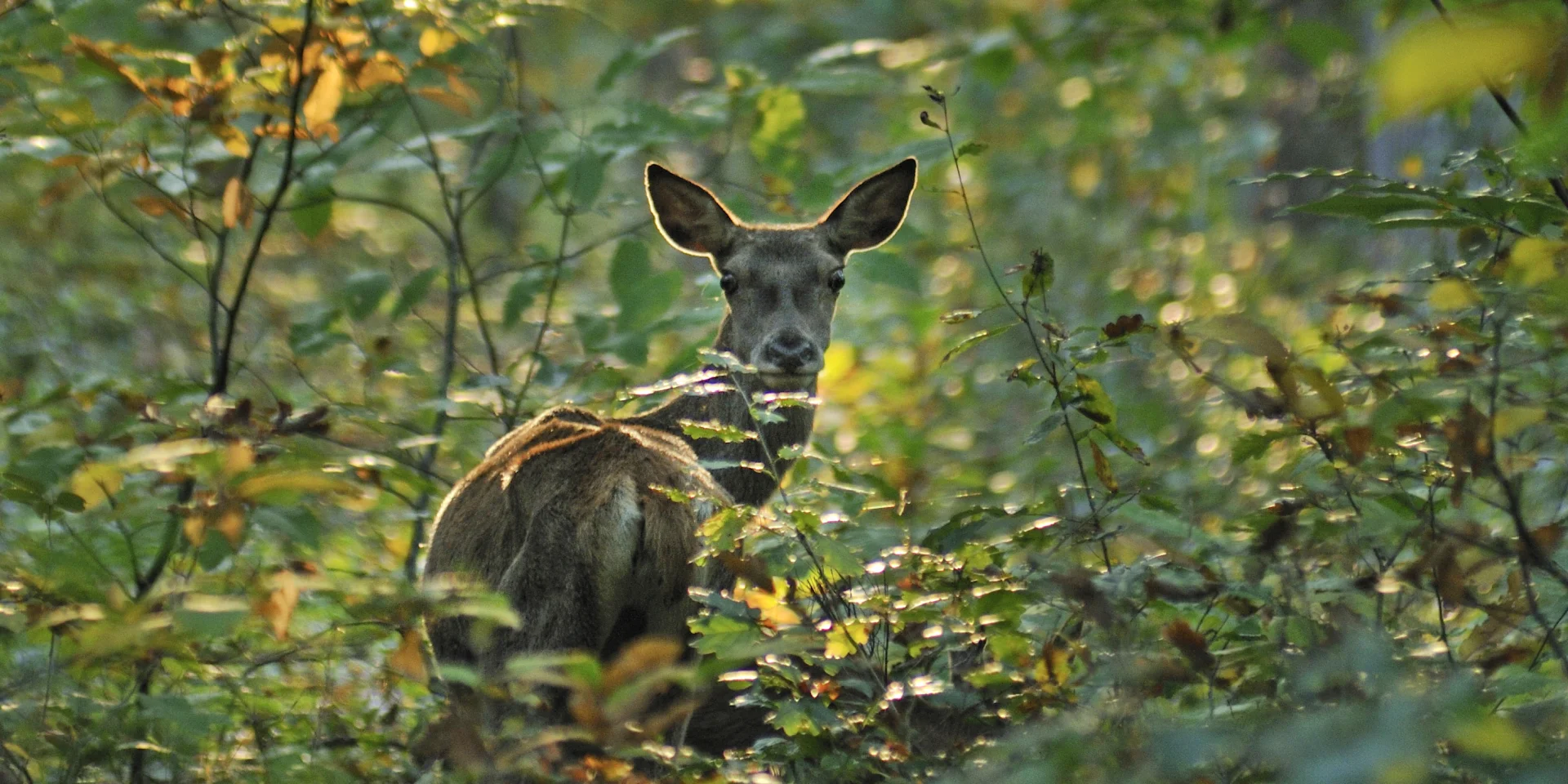 Doe in an undergrowth