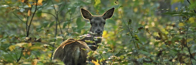 Biche dans un sous-bois