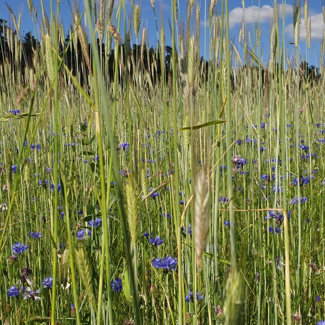 Field of wheat and blueberries