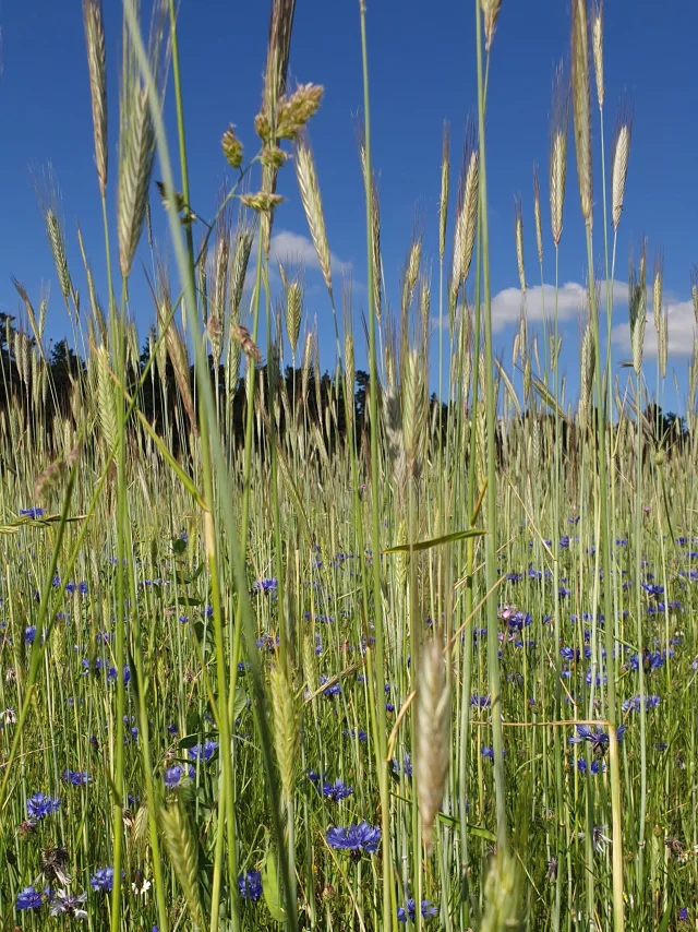 Field of wheat and blueberries