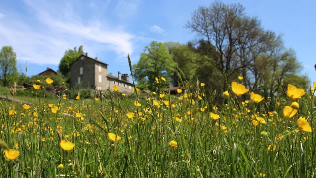 Pré de boutons d'or