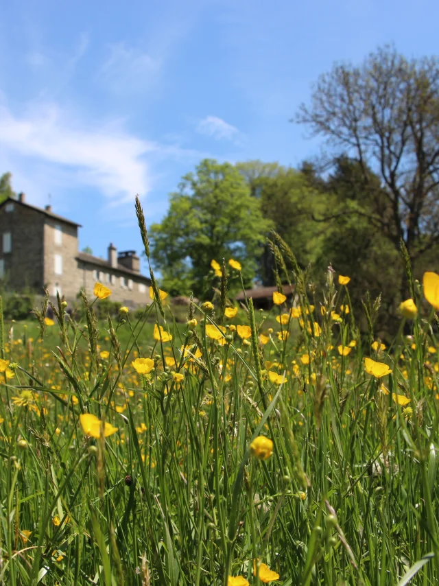 Pré de boutons d'or
