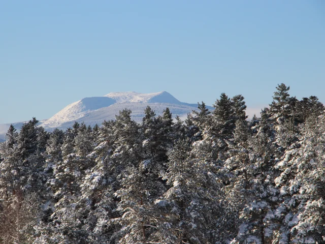 Forêt de sapin avec le Mont Mézenc en arrière plan