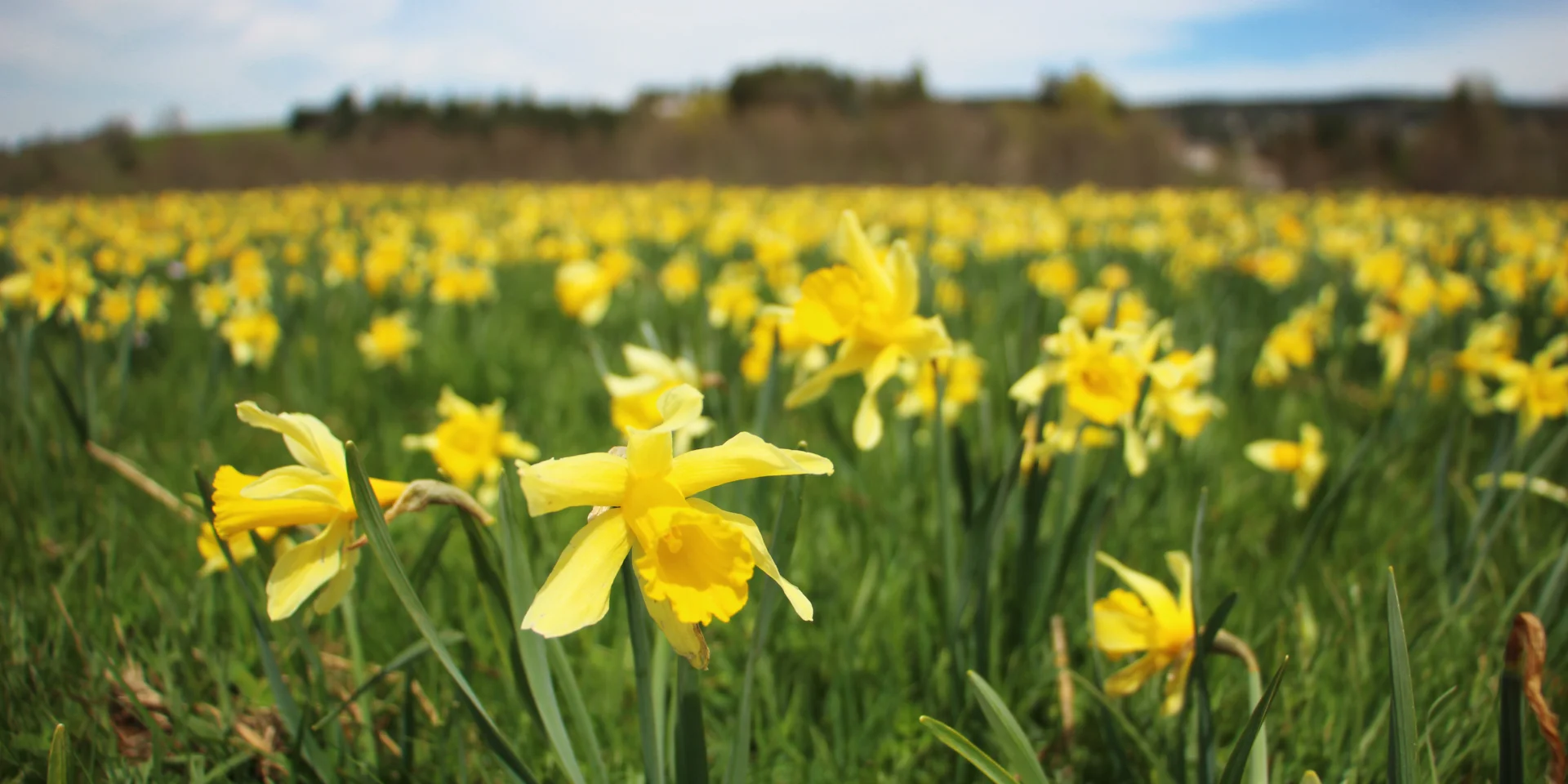 Jonquilles