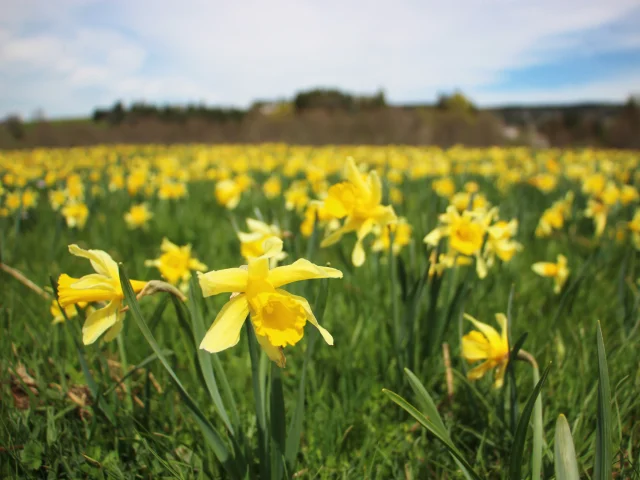 Jonquilles
