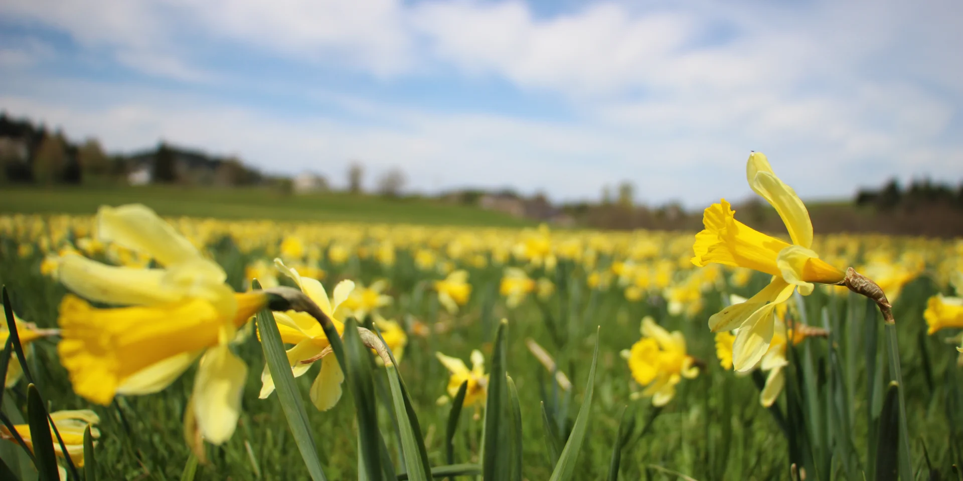 Daffodils
