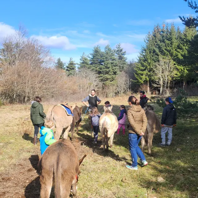 Donkeys Ardeche Hunting Tresor4