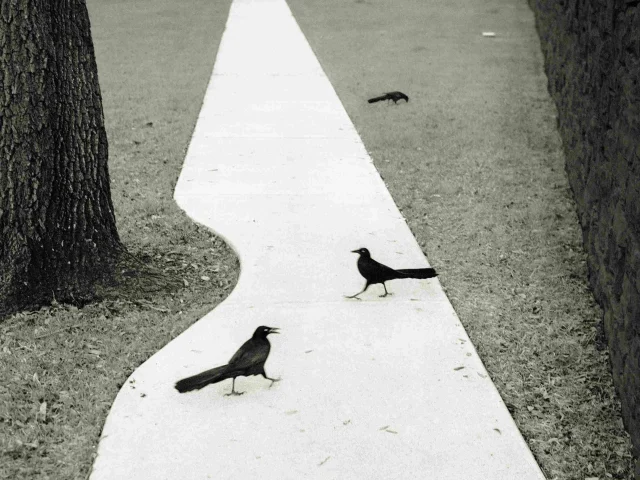 6x6 Chambon Penttisammallahti