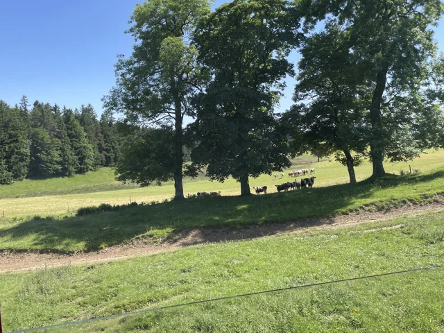 Champs et forêts depuis le Velay-Express