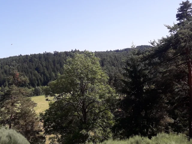 Velay-Express forêts