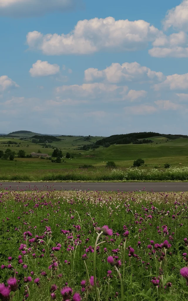 Panorama d'été à proximité de la Pierre Plantée au Mazet-Saint-Voy