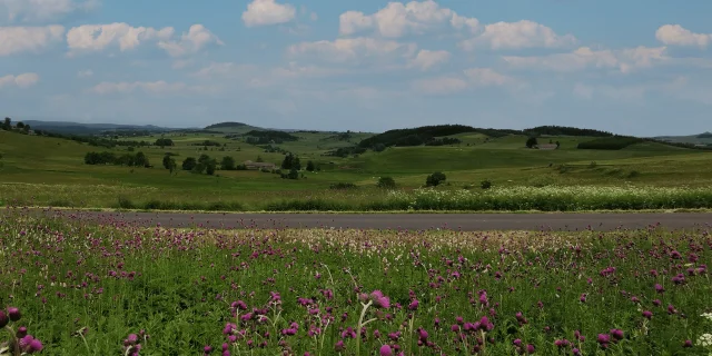 Panorama d'été à proximité de la Pierre Plantée au Mazet-Saint-Voy