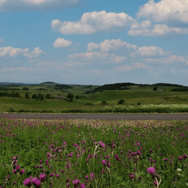 Panorama d'été à proximité de la Pierre Plantée au Mazet-Saint-Voy