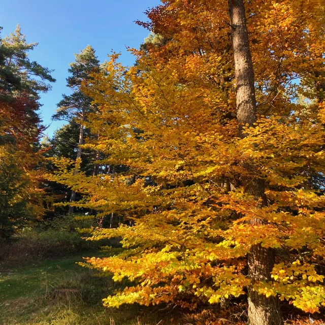 Instagram #hauteloire