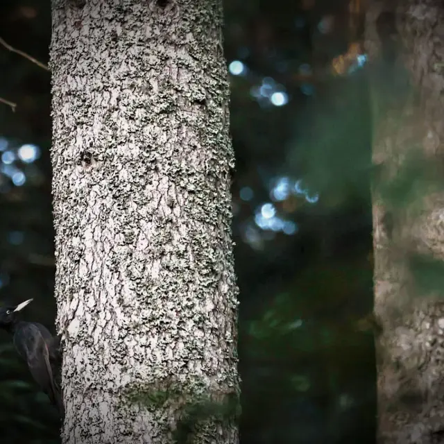 Instagram #hautlignon