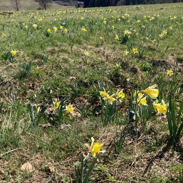 Instagram #hauteloire