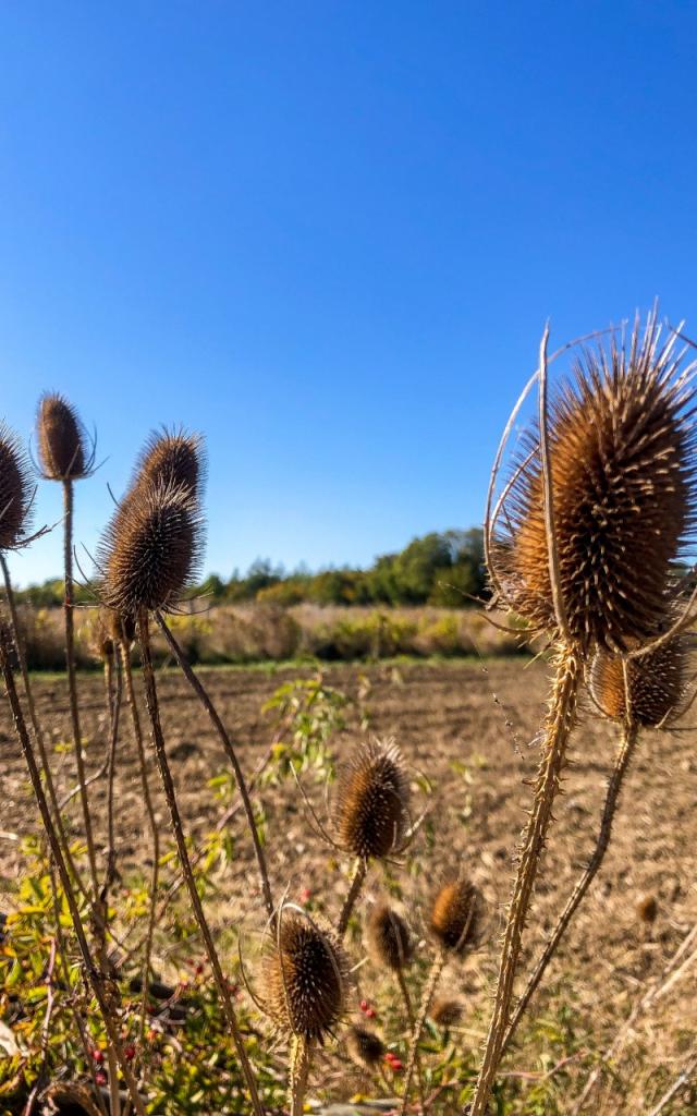 Côte Belet Pamproux, ambiance d'automne