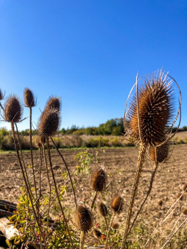 Côte Belet Pamproux, ambiance d'automne