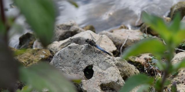 Lac de Savrelle