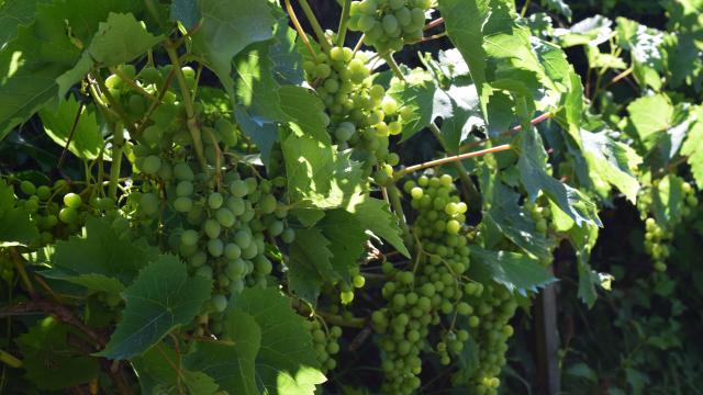 Vigne de la Carrière de Ricou