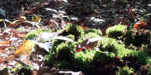 Forêt De L'hermitain Souvigné8