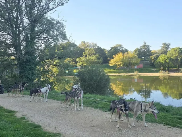 Immersion Mushing Haut Val de Sèvre (79)