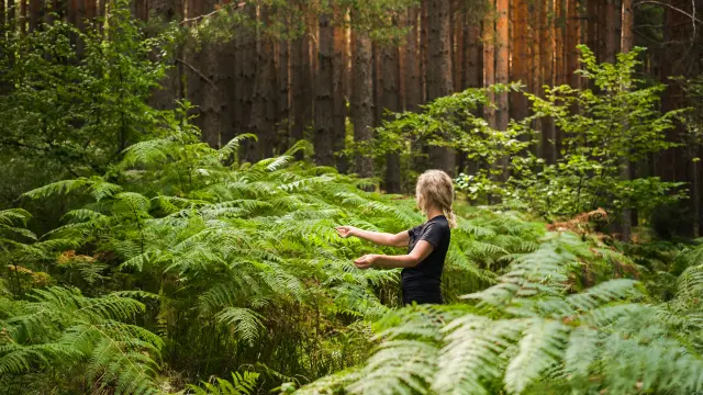 Forest Baths Adult Woman Thickets Ferns Restoring Health Psyche Nature 1