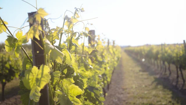 Vignes en pleine croissance sous le soleil, avec des rangées de vignes alignées.