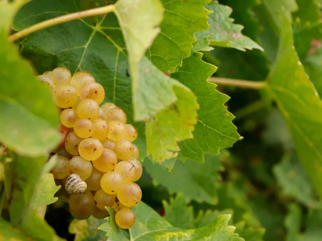 Gros plan sur une grappe de raisin mûr parmi les feuilles de vigne.