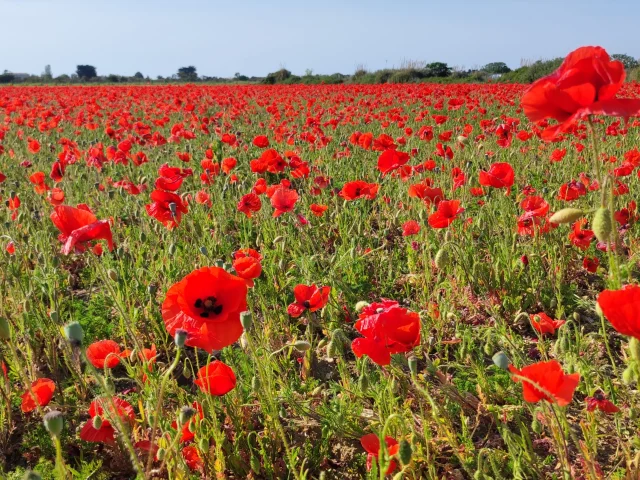 Champs Coquelicots Ile De Re Por Camille Pinot