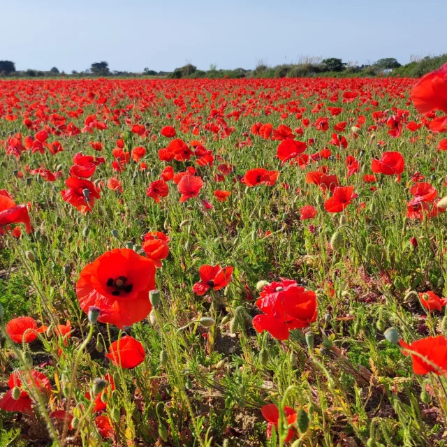 Champs Coquelicots Ile De Re Von Camille Pinot