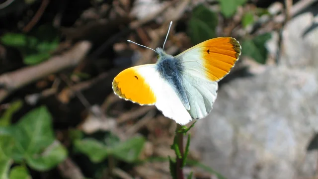 papillon PNR Arobert Aurore De Provence Valx2