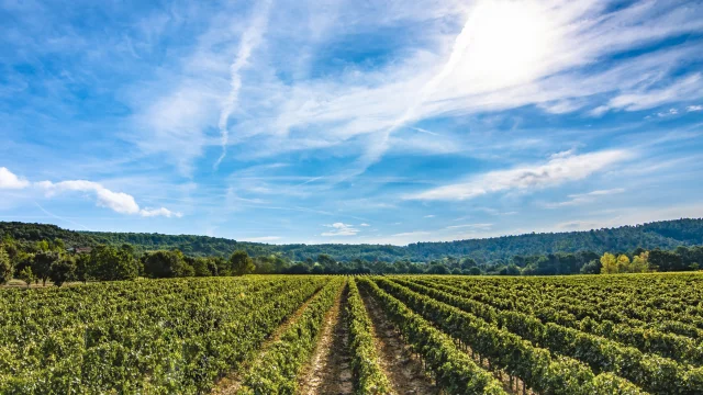 Villecroze Paysage Vignes Murtas