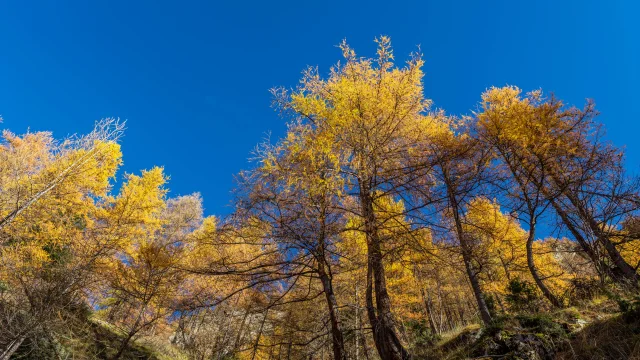 Alpes-de-Haute-Provence (04) Val d'Allos, Forêt de mélèzes en montant vers le lac d'Allos, 2220 m est le plus grand lac naturel d'altitude en Europe // France, Alpes-de-Haute-Provence (04) Val d'Allos, Larch forest near Allos Lake, 2220 m is the highest altitude natural lake in Europe