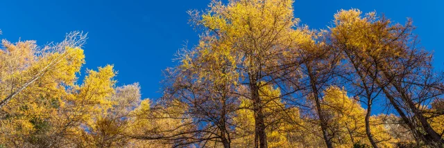 Alpes-de-Haute-Provence (04) Val d'Allos, Forêt de mélèzes en montant vers le lac d'Allos, 2220 m est le plus grand lac naturel d'altitude en Europe // France, Alpes-de-Haute-Provence (04) Val d'Allos, Larch forest near Allos Lake, 2220 m is the highest altitude natural lake in Europe