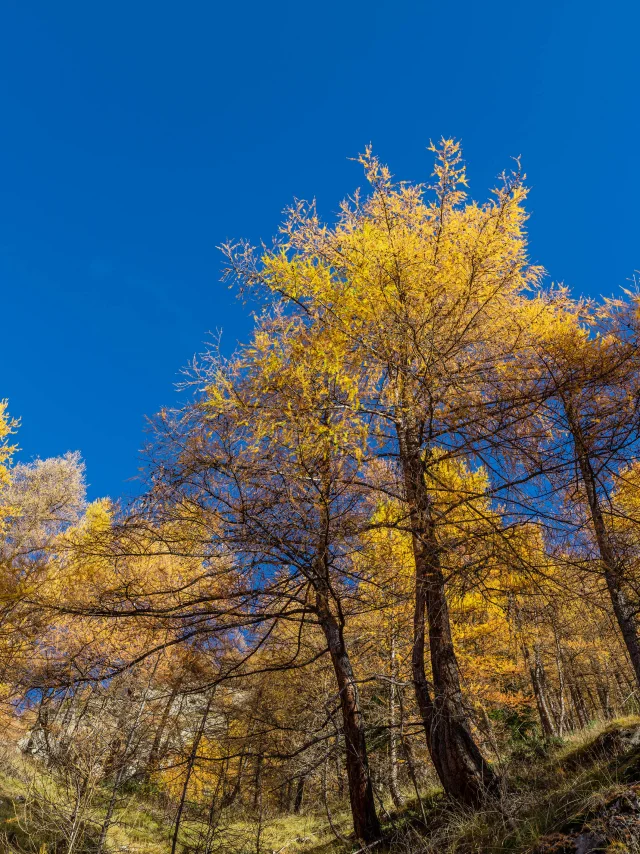 Alpes-de-Haute-Provence (04) Val d'Allos, Forêt de mélèzes en montant vers le lac d'Allos, 2220 m est le plus grand lac naturel d'altitude en Europe // France, Alpes-de-Haute-Provence (04) Val d'Allos, Larch forest near Allos Lake, 2220 m is the highest altitude natural lake in Europe