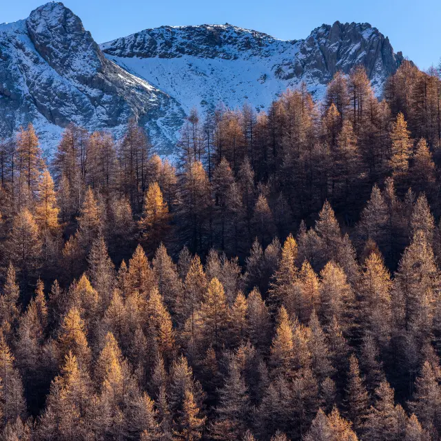 Alpes-de-Haute-Provence (04) Val d'Allos, Forêt de mélèzes en montant vers le lac d'Allos, 2220 m est le plus grand lac naturel d'altitude en Europe // France, Alpes-de-Haute-Provence (04) Val d'Allos, Larch forest near Allos Lake, 2220 m is the highest altitude natural lake in Europe
