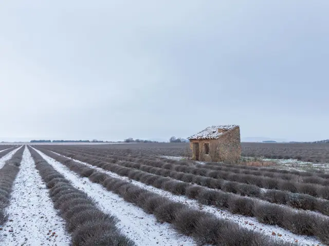 Plateau De Valensole Ad04