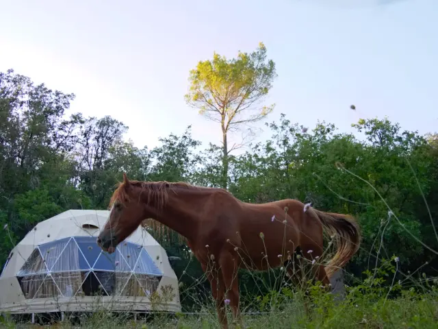 Dome Geodesique La Cabane Aux Chevaux Varages