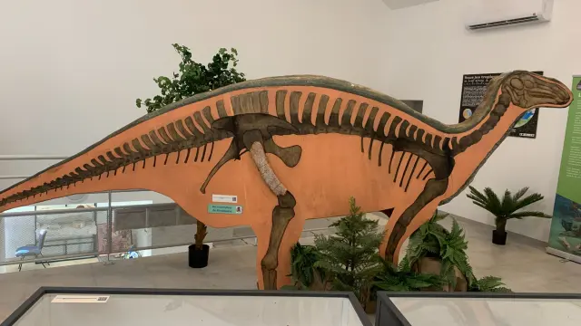Dino Fox Museo Credit Provenceverteverdon.fr