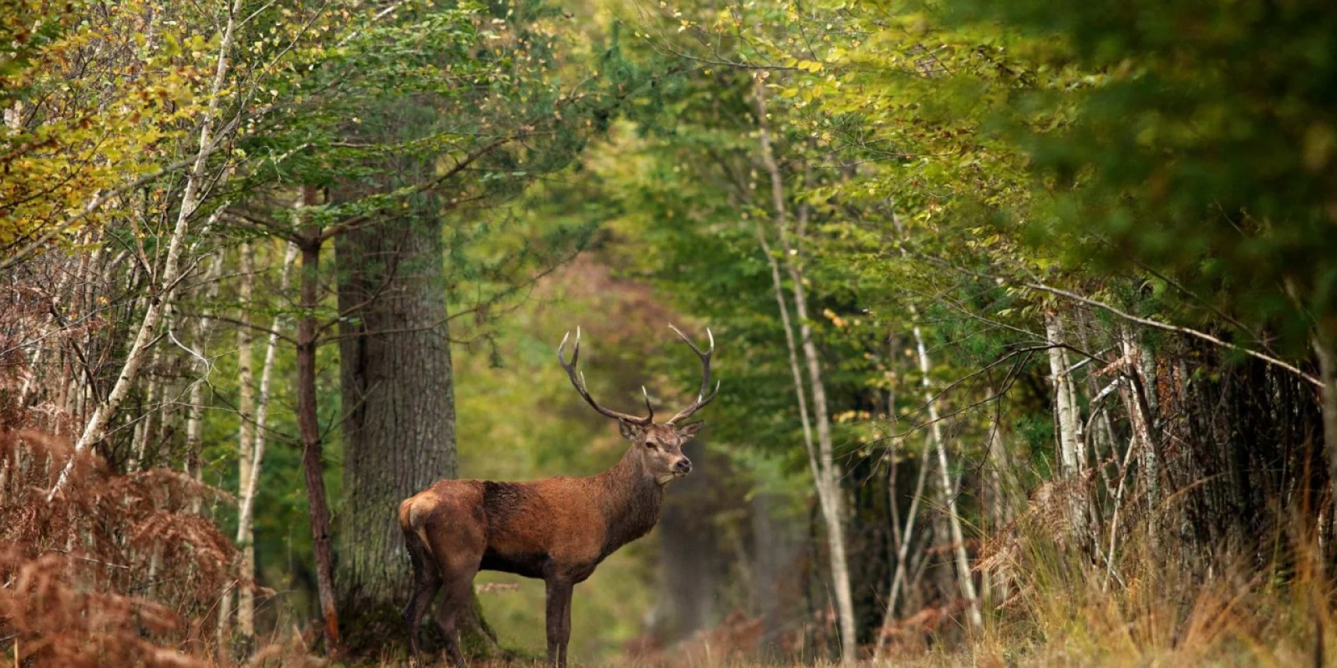 Somlys Brettelles cerfs main image 0