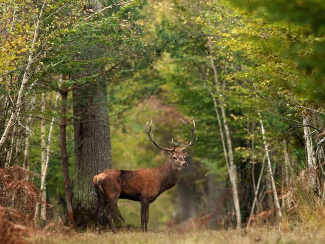 Fôret de Chambord, Deer｜CRT