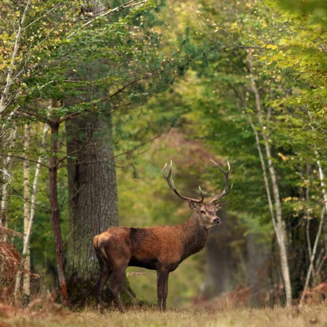 Fôret de Chambord, Cerf｜CRT